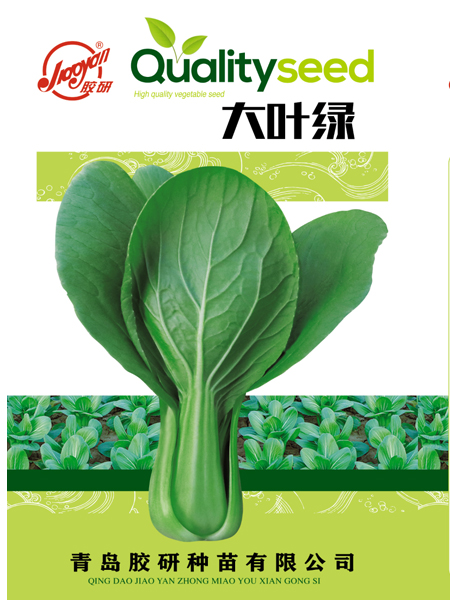 大叶绿——油菜